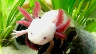 Axolotl Cool Cute Aquarium Mexican Salamander [upl. by Morris]