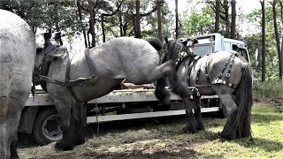 Kaltblüter Gestresste Nervenbündel 42 Int Historisch Festival Panningen am 30072023 [upl. by Ahsinrat]