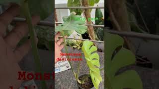 Montera deliciosia plant sale saleplants tamil 250 free shipping [upl. by Lierbag]