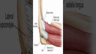 Anatomy Extensor Carpi Radialis Brevis ECRB shorts [upl. by Quenna329]