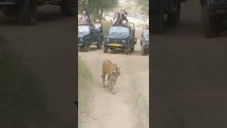 Tigris Riddhi charged Sambar [upl. by Lough]