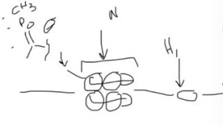 Molecular biology  How histones interact with DNA What is methylation acetylation… [upl. by Ardrey736]