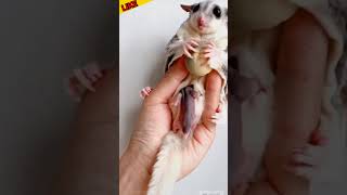 Cute animal baby sugar glider cute baby sugarglider shortvideo animals shorts [upl. by Ruthven]