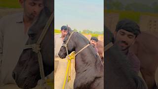 Horse treatment new farmanimals farming amazingcattlefarm beautifulanimal animals viralvideo [upl. by Etnahc]