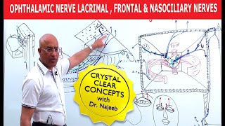 Ophthalmic Nerve  Lacrimal Frontal and Nasociliary Nerves [upl. by Nameerf381]