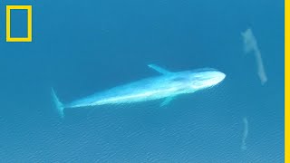 Rare  une baleine bleue se nourrit de krills [upl. by Lleval805]