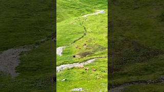 📍Brienz Rothorn Bahn Switzerland 🇨🇭 follow for more daily shorts 🇨🇭 [upl. by Jahncke]