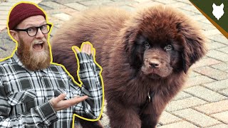 What To Do With A NEW NEWFOUNDLAND PUPPY [upl. by Studdard742]