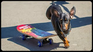 Skateboarding Doxie Din tricks learning vol 2 [upl. by Clarette]