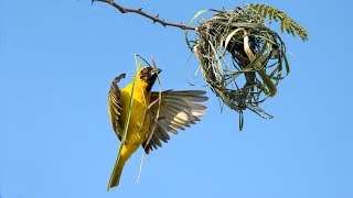 Weaver bird building a nest [upl. by Sykleb]