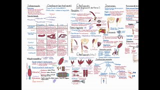 Anatomía Curso Completo Tema 6 Sistema muscular miología [upl. by Ailisec244]