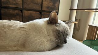 【tonkinese】猫と休日の過ごし方 spend a holiday 2024721 トンキニーズ [upl. by Hayyifas423]