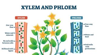 XYLEM AND PHLOEM TRANSPORTATION IN PLANTS🌱 EASY WAY BIOLOGY [upl. by Zela644]