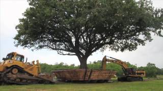 100 Year Old Compton Oak Move Successful in League City [upl. by Adkins]