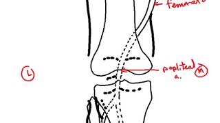 anastomosis around knee joint DR SAMEH GHAZY [upl. by Aihppa]