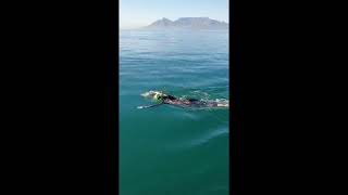 Abigail Kirkland swims Robben Island route [upl. by Devine506]