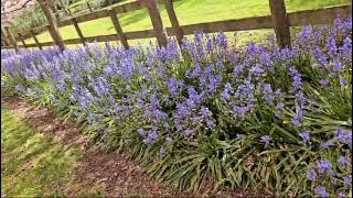 Bluebells Hyacinthoides nonscripta Hamilton New Zealand [upl. by Merc234]