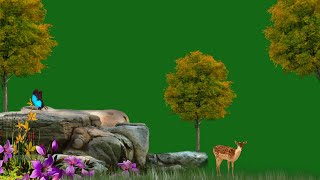 Green Screen  Jungle Green Screen Video  Nature Green Screen Background  Green Screen Effects [upl. by Ettegroeg]