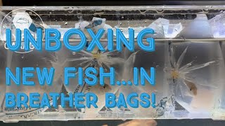 Unboxing new fish in breather bags from freshaquariums [upl. by Adnilym]