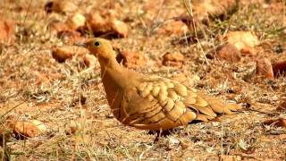 The Chestnutbellied Sandgrouse  Jayamangali Blackbuck Reserve [upl. by Hermy]