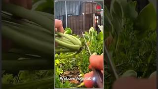 Harvesting bok choy for hot pot dinner We have four large bok choy plants We needed a full harvest [upl. by Llerrod]