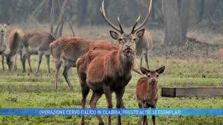 OPERAZIONE CERVO ITALICO IN CLABRIA PRESTO ALTRI 30 ESEMPLARI [upl. by Bremer]