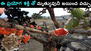 Tella Moduga Butea Monosperma Chettu Tree Plant Flowers In Telugu  Ayurvedic Tips  తెల్ల మోదుగ [upl. by Leehar]