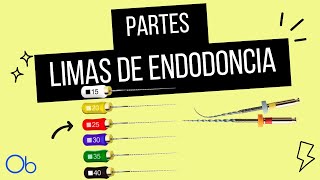 Partes de las LIMAS DE ENDODONCIA [upl. by Helban222]