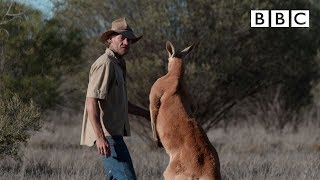 Dont mess with Roger the Kangaroo  Kangaroo Dundee  BBC [upl. by Eetnwahs]