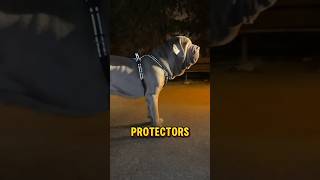 Neapolitan mastiff  the droopiest dog in the world mastiff dog amazing [upl. by Mano]