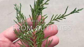 Leyland Cypress Plant Propagation From Cuttings [upl. by Nahtanaj]