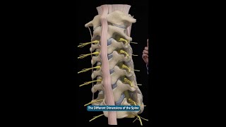 Exploring Surgical Approaches in Cervical Spine Shorts [upl. by Coady]