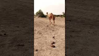 Camel reanning threa pear reaning Viral shortVideo therapeuticDesert [upl. by Boswall355]