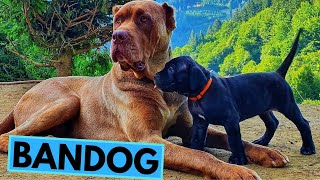 Bandog  TOP 10 Interesting Facts [upl. by Boccaj326]