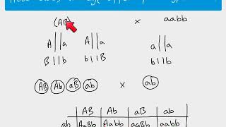 A2 Biology  Autosomal linkage [upl. by Idden771]