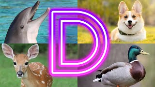 Amazing Animals Starting With D  Animals And Birds Starting with D [upl. by Amandi360]