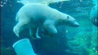 Polar Bear at The Alaska Zoo AK [upl. by Dayna]