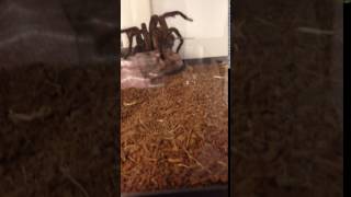 Goliath Birdeater In Action [upl. by Anahsar656]