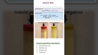 INDOLE TEST [upl. by Ahsinel]