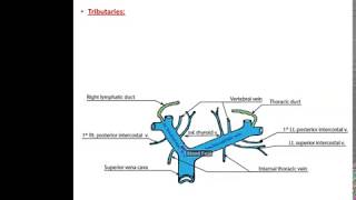 Veins of the Thorax  Dr Ahmed Farid [upl. by Ariaek]