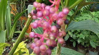 medinilla myriantha plant care tips Malaysian orchid Philippines orchid 🌿 [upl. by Lepley]