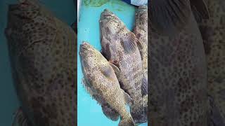 LIVE GROUPER FISHfishing [upl. by Asia]