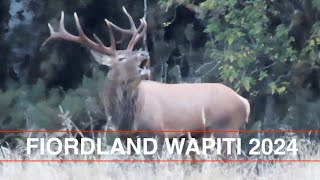 Fiordland Wapiti Madness Best Deer Hunt Ever Lower Glasnock 2024 Hunting NZ Hunting New Zealand [upl. by Lynnea]