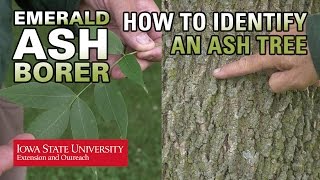 How to Identify an Ash Tree [upl. by Beilul]