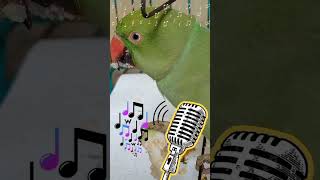 Bandar mama song🐒🙉shorts parrot viralvideo [upl. by Atibat]