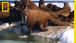 A Walrus Pup’s Swimming Lesson  Animal 24 [upl. by Rednal]