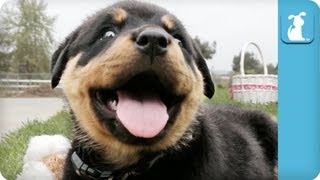 80 Seconds of Ridiculous Rottweiler Puppies [upl. by Eilahs174]