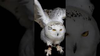 Snowy Owls  Why Is It The Most Skilled Arctic Predator shorts wildlife [upl. by Eitsym]