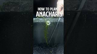 How to Plant Anacharis  Growing Anacharis [upl. by Bobbi]