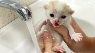 First bath for our kittens and their reaction We dont want to be dirty [upl. by Oilegor410]